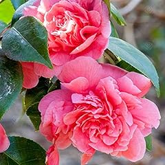 Camellia japonica triumphans gebraucht kaufen  Wird an jeden Ort in Deutschland