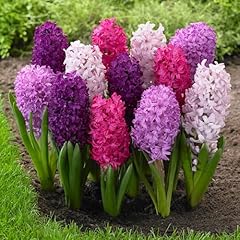 Chuxay garden 100 for sale  Delivered anywhere in USA 