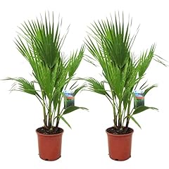 Plant box washingtonia usato  Spedito ovunque in Italia 