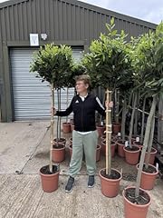 Direct plants extra for sale  Delivered anywhere in UK