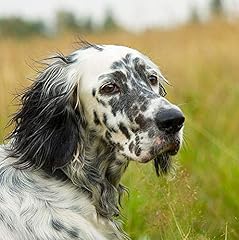 English setter dog for sale  Delivered anywhere in UK
