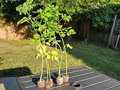 Moringa plants free for sale  Delivered anywhere in USA 