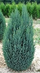 Ellwoodii dwarf conifer for sale  Delivered anywhere in UK