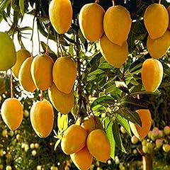 Mango live tropical for sale  Delivered anywhere in USA 