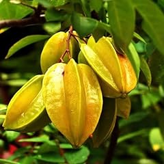 Live carambola tree for sale  Delivered anywhere in USA 