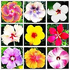 Hibiscus mix 100 for sale  Delivered anywhere in USA 