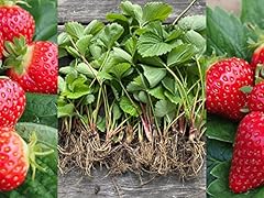 Strawberry plant mix for sale  Delivered anywhere in Ireland