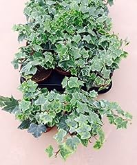 Hedera helix evergreen for sale  Delivered anywhere in UK