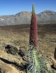 Seedeo roter teide gebraucht kaufen  Wird an jeden Ort in Deutschland