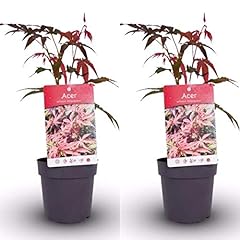 Acer atropurpureum plants for sale  Delivered anywhere in UK