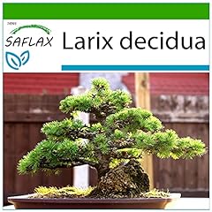 SAFLAX - Larice comune - 75 semi - Con substrato - Larix decidua usato  Spedito ovunque in Italia 