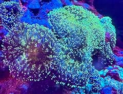 Coralslover live saltwater for sale  Delivered anywhere in USA 