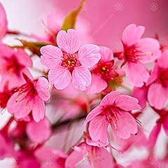 Gardenersdream prunus kursar for sale  Delivered anywhere in UK