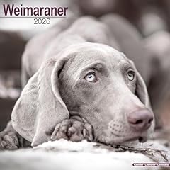 Weimaraner 2026 calendar for sale  Delivered anywhere in UK