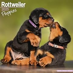 Rottweiler puppies rottweiler gebraucht kaufen  Wird an jeden Ort in Deutschland