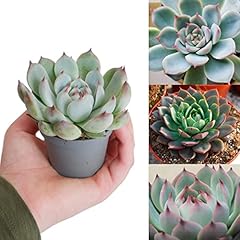 Echeveria parva pot for sale  Delivered anywhere in UK