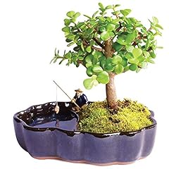 Brussel's Bonsai Live Dwarf Jade Indoor Bonsai Tree for sale  Delivered anywhere in Canada