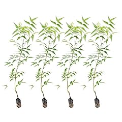 Ragnaroc neem tree for sale  Delivered anywhere in USA 