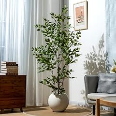 Bailikang 6ft ficus for sale  Delivered anywhere in USA 