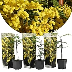 Plant box acacia gebraucht kaufen  Wird an jeden Ort in Deutschland