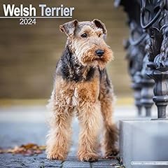 Welsh terrier calendar usato  Spedito ovunque in Italia 