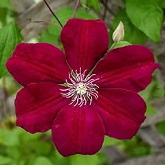 Red clematis vine for sale  Delivered anywhere in USA 