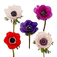 Anemones assorted stems for sale  Delivered anywhere in USA 