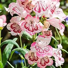 Penstemon plants garden for sale  Delivered anywhere in UK