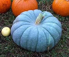 Exotic blue pumpkin for sale  Delivered anywhere in USA 