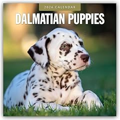Dalmatian puppies dalmatiner gebraucht kaufen  Wird an jeden Ort in Deutschland