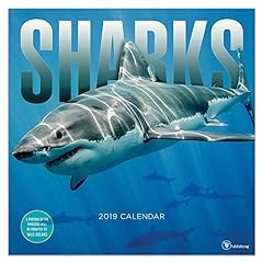Sharks 2019 calendar gebraucht kaufen  Wird an jeden Ort in Deutschland