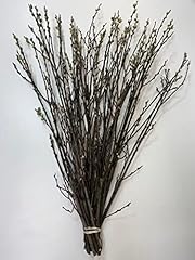 Preserved pussywillow willow for sale  Delivered anywhere in USA 