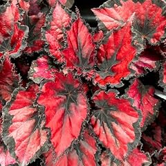 Begonia live plant for sale  Delivered anywhere in USA 