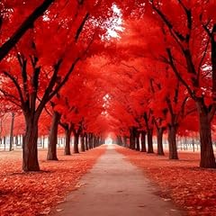Red maple trees for sale  Delivered anywhere in USA 