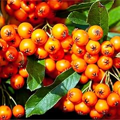 Pyracantha orange glow for sale  Delivered anywhere in UK