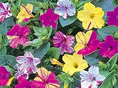 Bulbi fiore alta usato  Spedito ovunque in Italia 