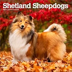 Shetland sheepdogs shetland gebraucht kaufen  Wird an jeden Ort in Deutschland
