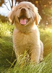 Smiling golden retreiver for sale  Delivered anywhere in USA 