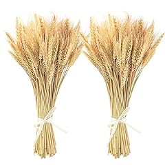Uieke 600 stems for sale  Delivered anywhere in USA 