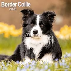 Border collie 2026 for sale  Delivered anywhere in UK