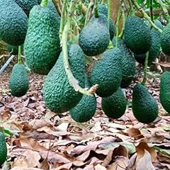 Live hass avocado for sale  Delivered anywhere in USA 