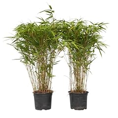 Plant box fargesia usato  Spedito ovunque in Italia 