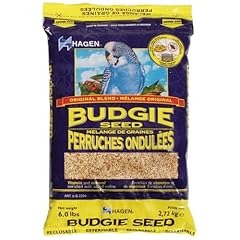 Hagen parakeet budgie for sale  Delivered anywhere in USA 