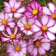 Cosmos dwarf sensation for sale  Delivered anywhere in UK