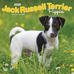 Jack russell terrier for sale  Delivered anywhere in USA 