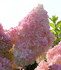 Rispen hortensie sundae gebraucht kaufen  Wird an jeden Ort in Deutschland