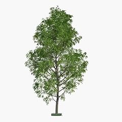 Fast growing trees for sale  Delivered anywhere in USA 