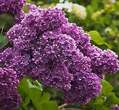 Spectacular purple lilac for sale  Delivered anywhere in USA 