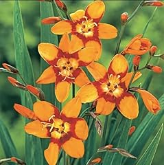 Orange crocosmia blubs for sale  Delivered anywhere in USA 