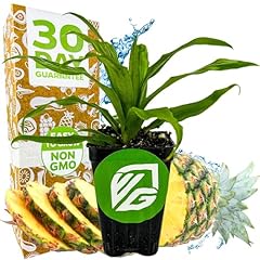 Florida special pineapple for sale  Delivered anywhere in USA 